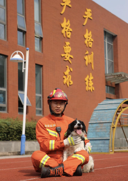 汶川地震最后一只搜救犬冰洁离世:1岁时搜救出13条生命