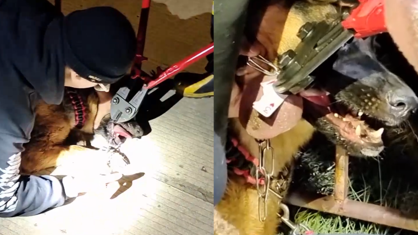 消防员干起兽医的活狗子舌头被卡主人深夜求助消防队