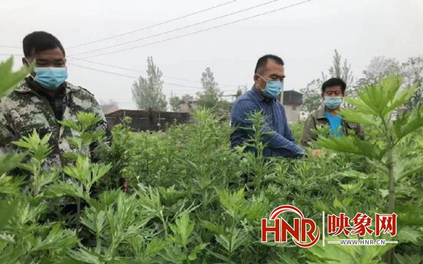 开封杞县：做强做大艾草产业 带领群众增产增收