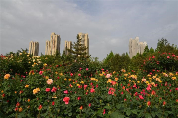 郑州月季公园姹紫嫣红春意盎然近40万株月季等你来赏