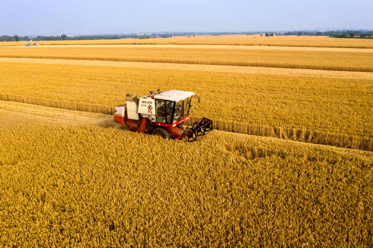 我国迎来连续第18个夏粮丰收季全国夏粮总产量达14582万吨