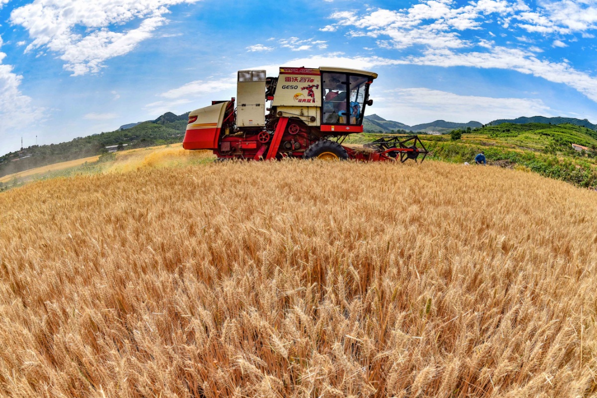 我国迎来连续第18个夏粮丰收季全国夏粮总产量达14582万吨