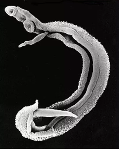 河南省卫生健康委提醒：洪涝灾害时要小心水中的“吸血虫”