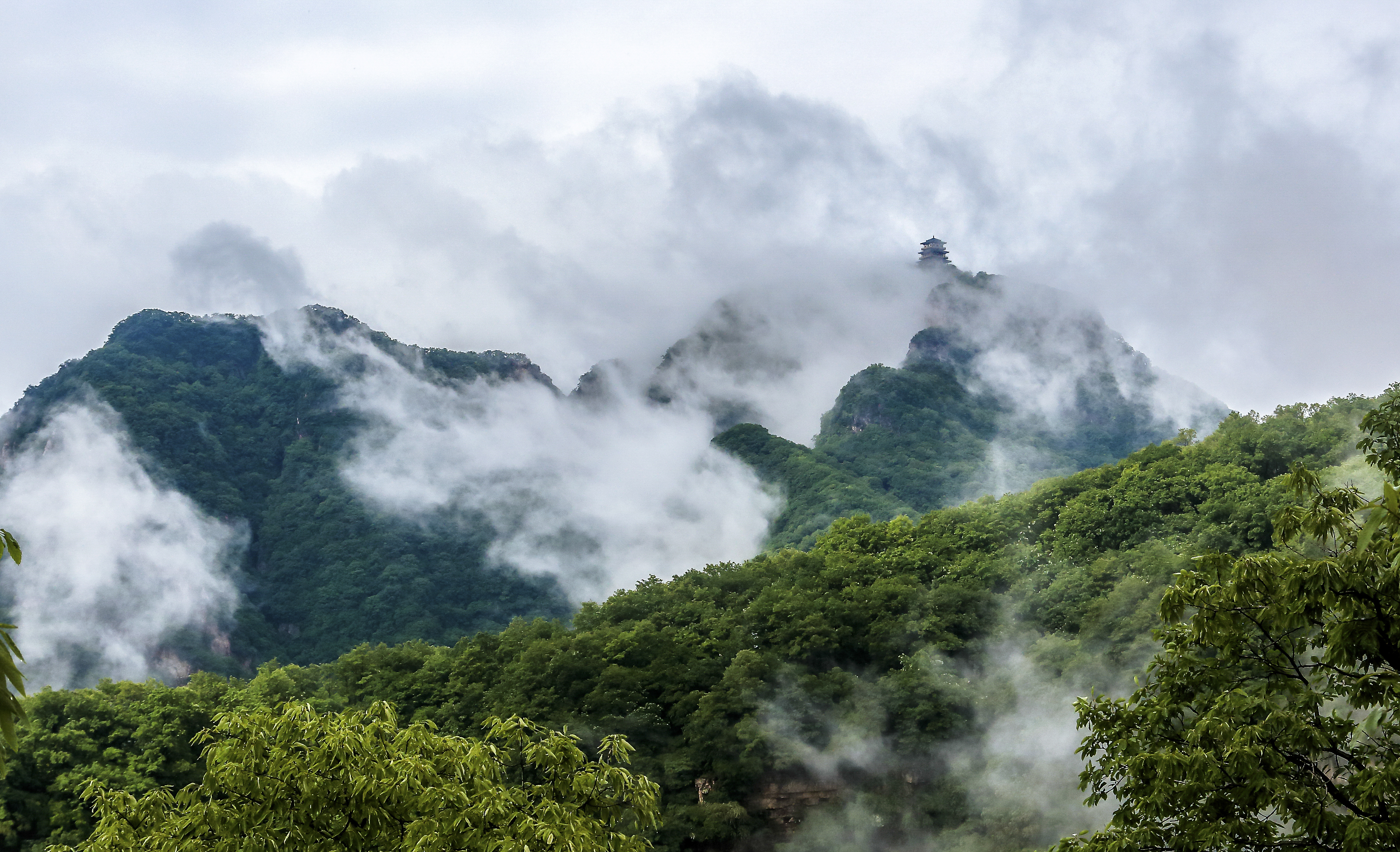 河南济源林业检察紧密协同攻坚森林资源重大案件合力推进生态修复