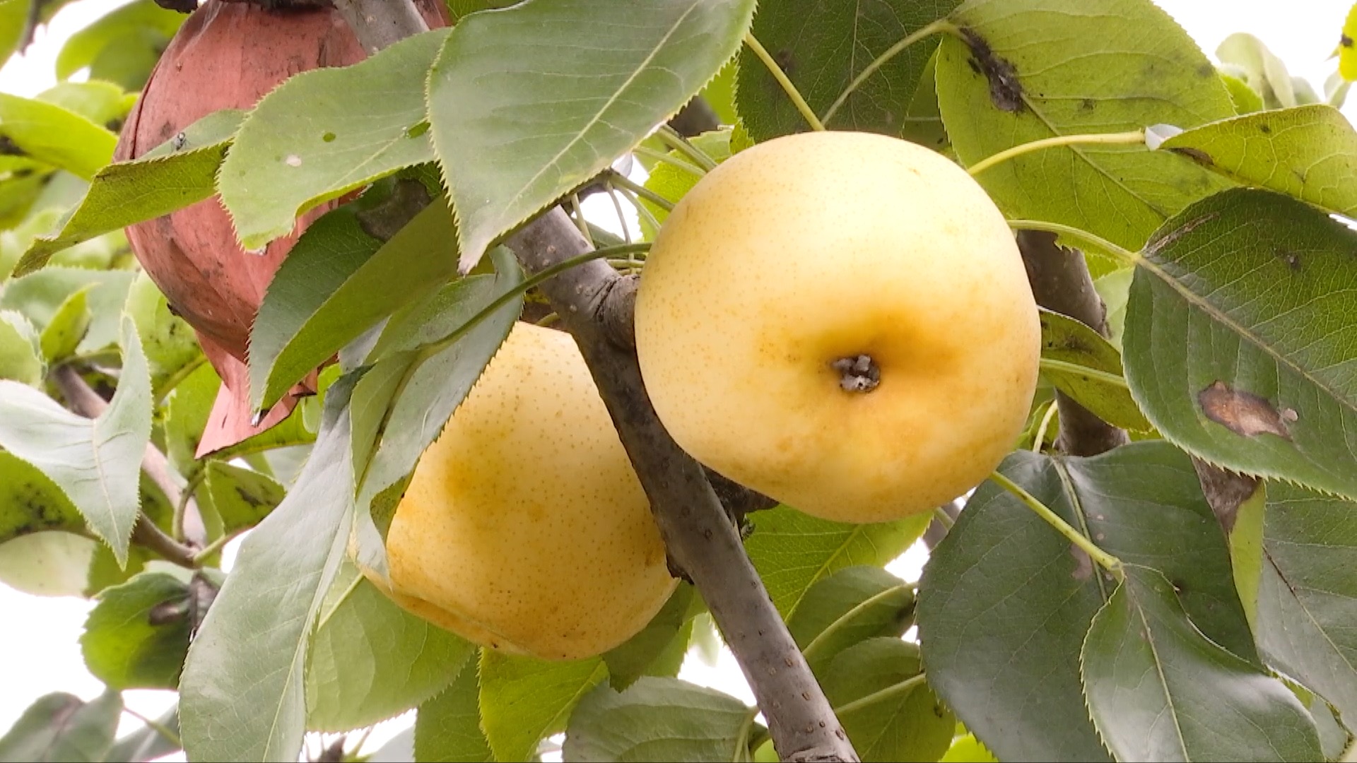 一个个黄澄澄的黄金梨挂满枝头,很是喜人.