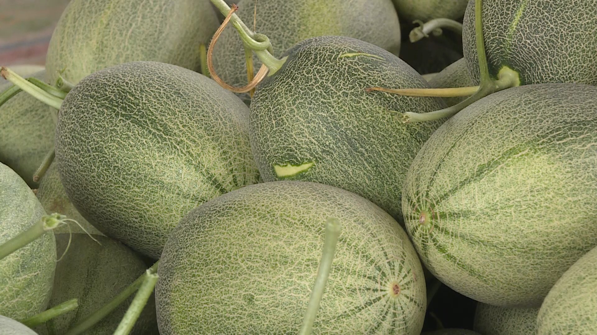 安阳滑县:万亩洋香瓜成熟上市 产业兴旺促农增收-大象网