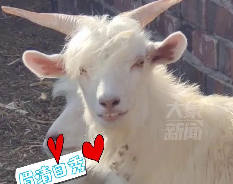 男子喂羊时和一只羊对视越看它越像一个人