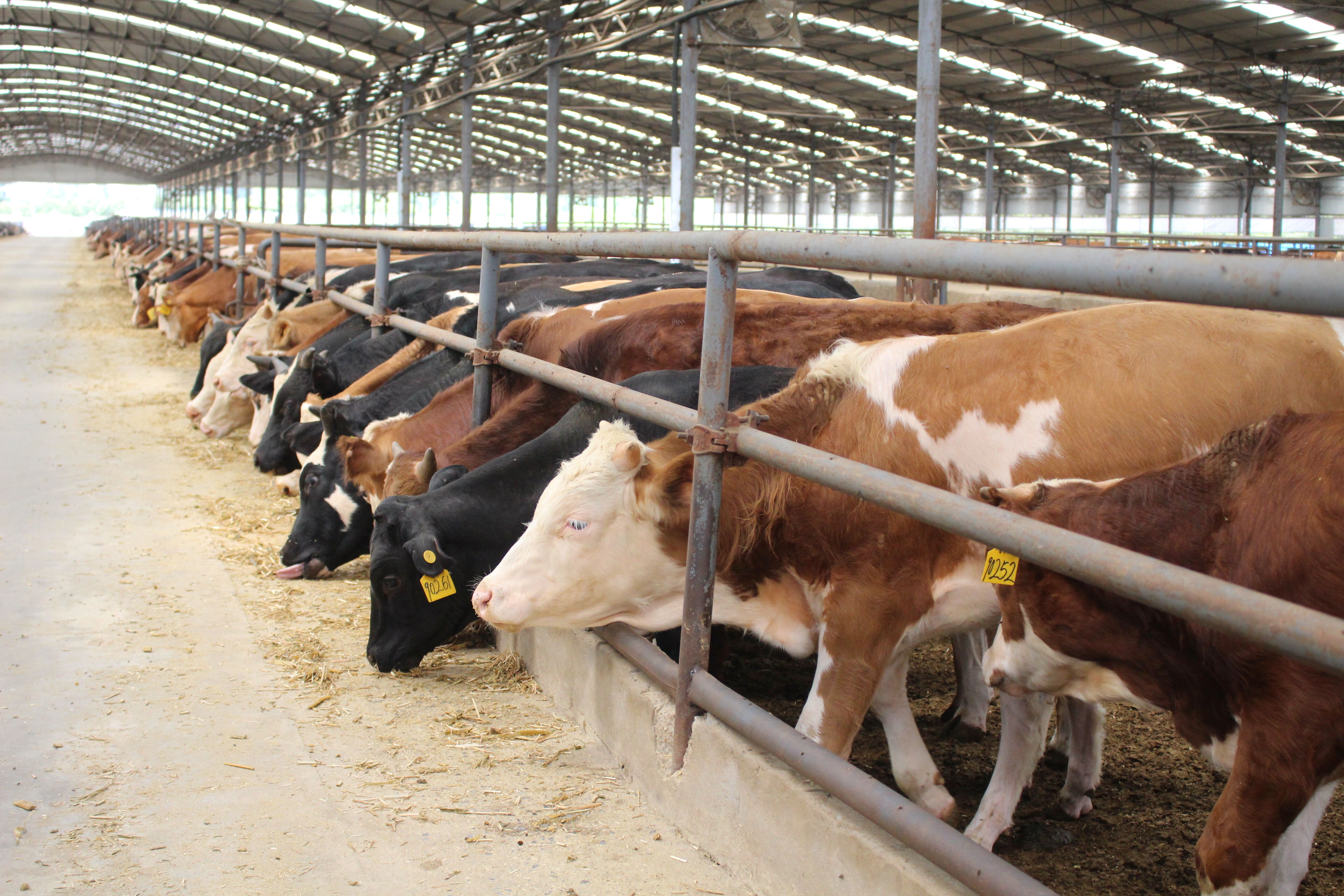 鲁山县开展牛王驴王羊王果王等特色评选活动庆丰收