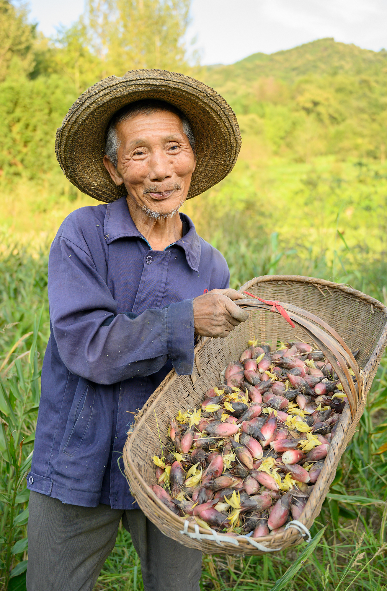 河南新县1500亩阳荷姜喜获丰收