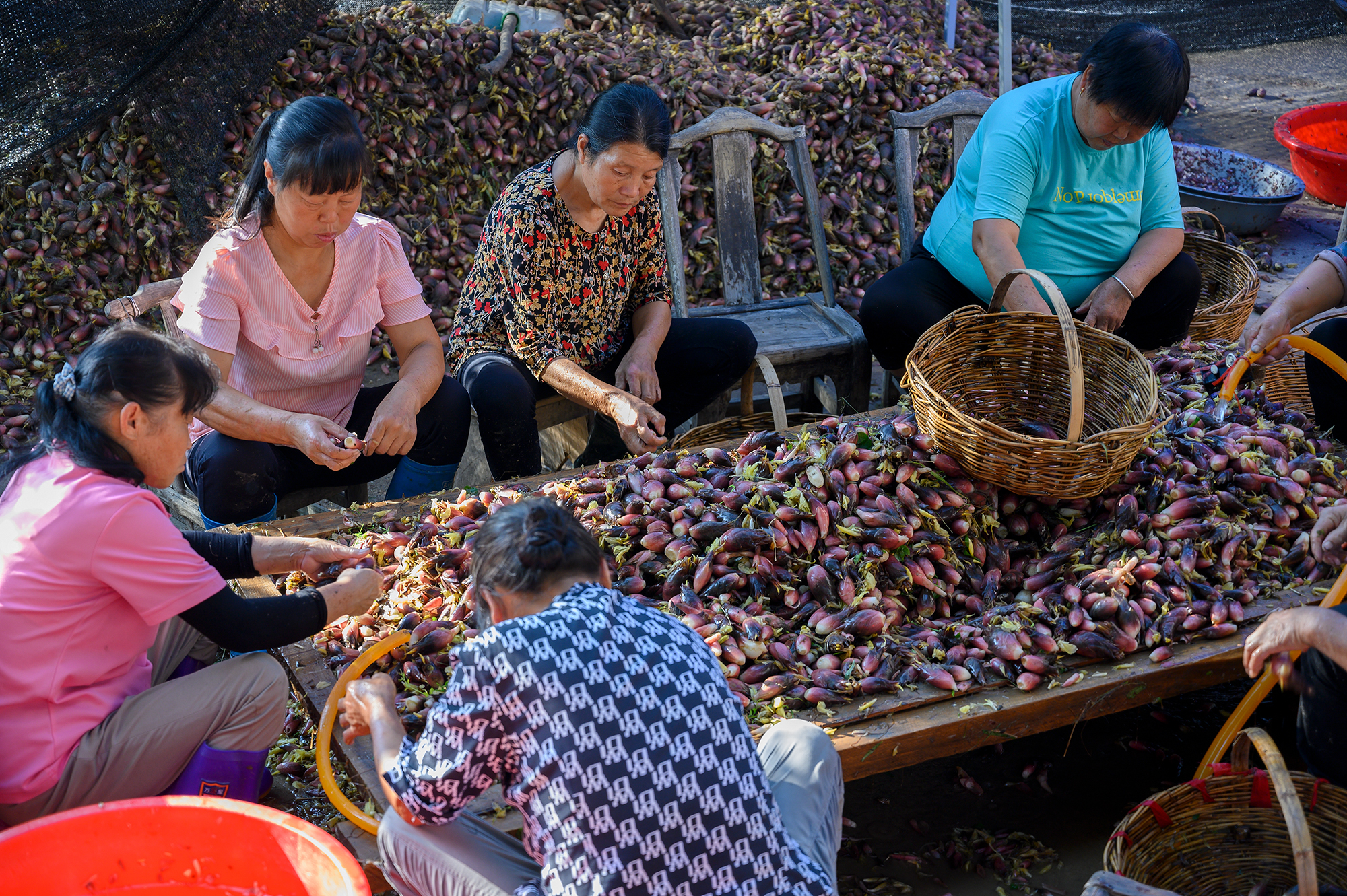 河南新县1500亩阳荷姜喜获丰收