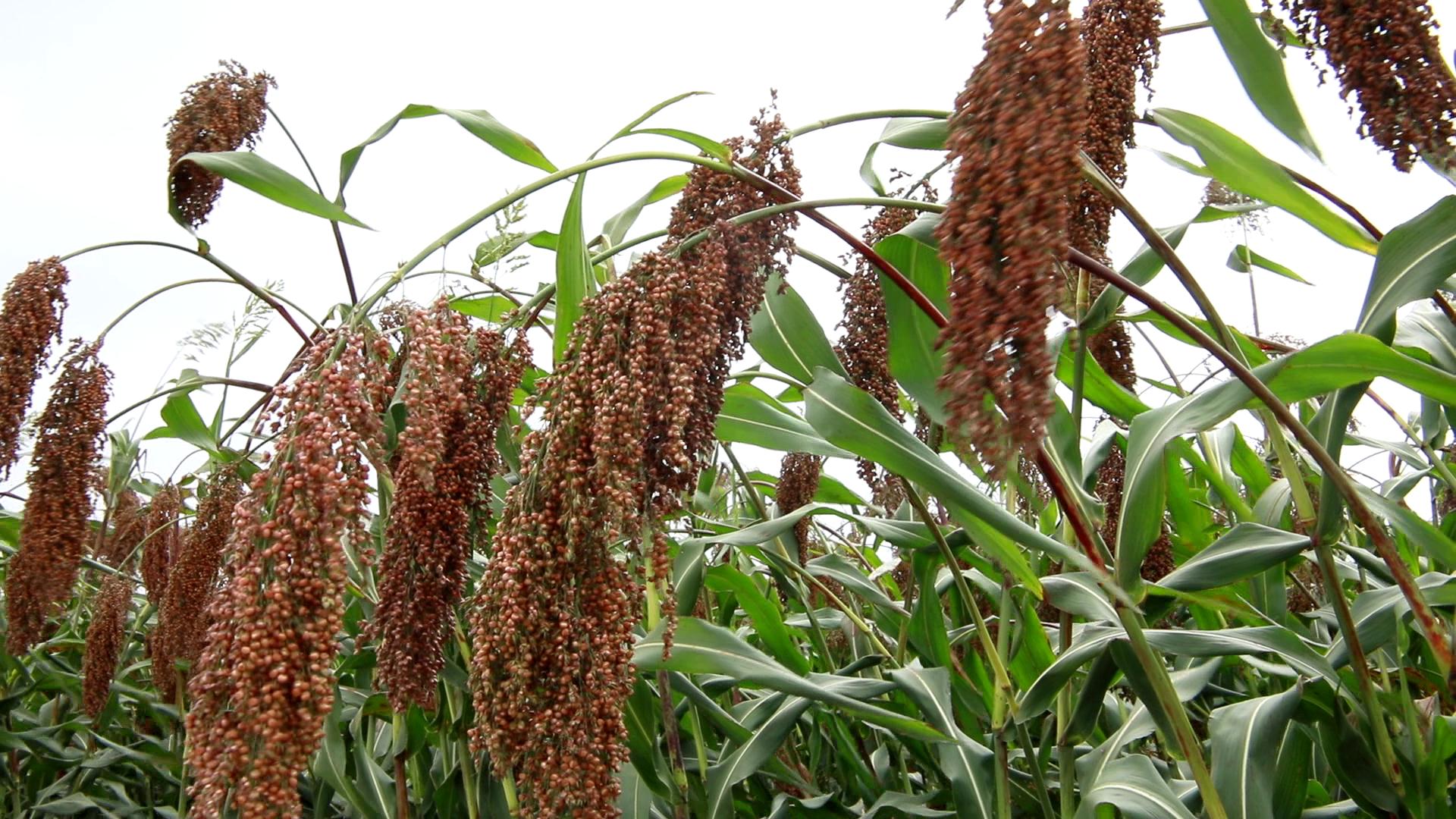 河南柘城万亩高粱田首年获丰收