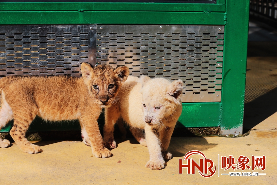国庆假期郑州市动物园狮子三兄妹“组团出道” 奶萌奶萌的