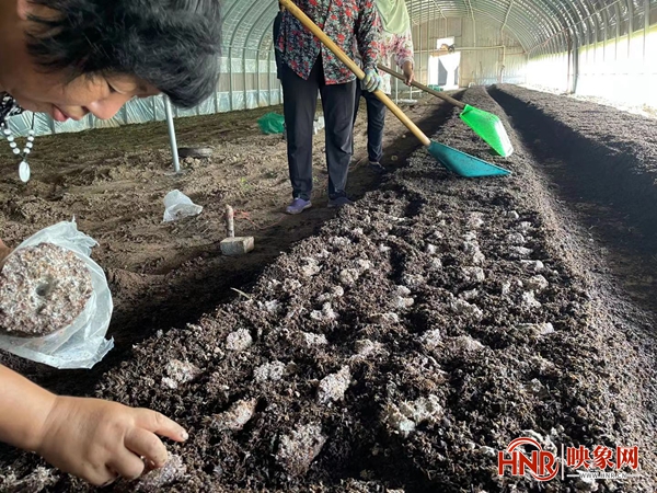 宝丰：发展食用菌产业 助力乡村振兴