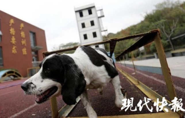 去世前,冰洁在搜救犬中队是一条功勋犬,每天的生活基本就是散散步,晒