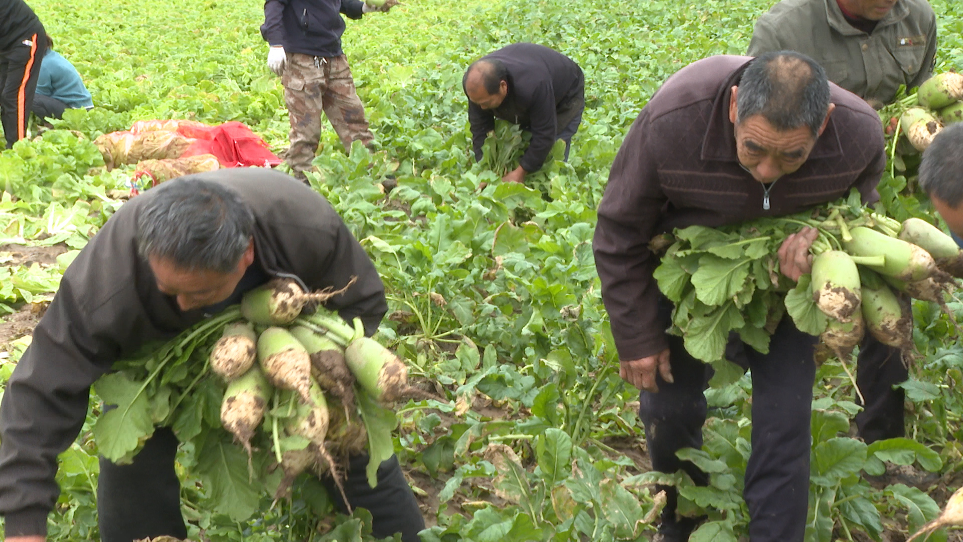 新乡卫辉灾民补种的“爱心蔬菜”：上午紧急采摘，下午送往山西灾区