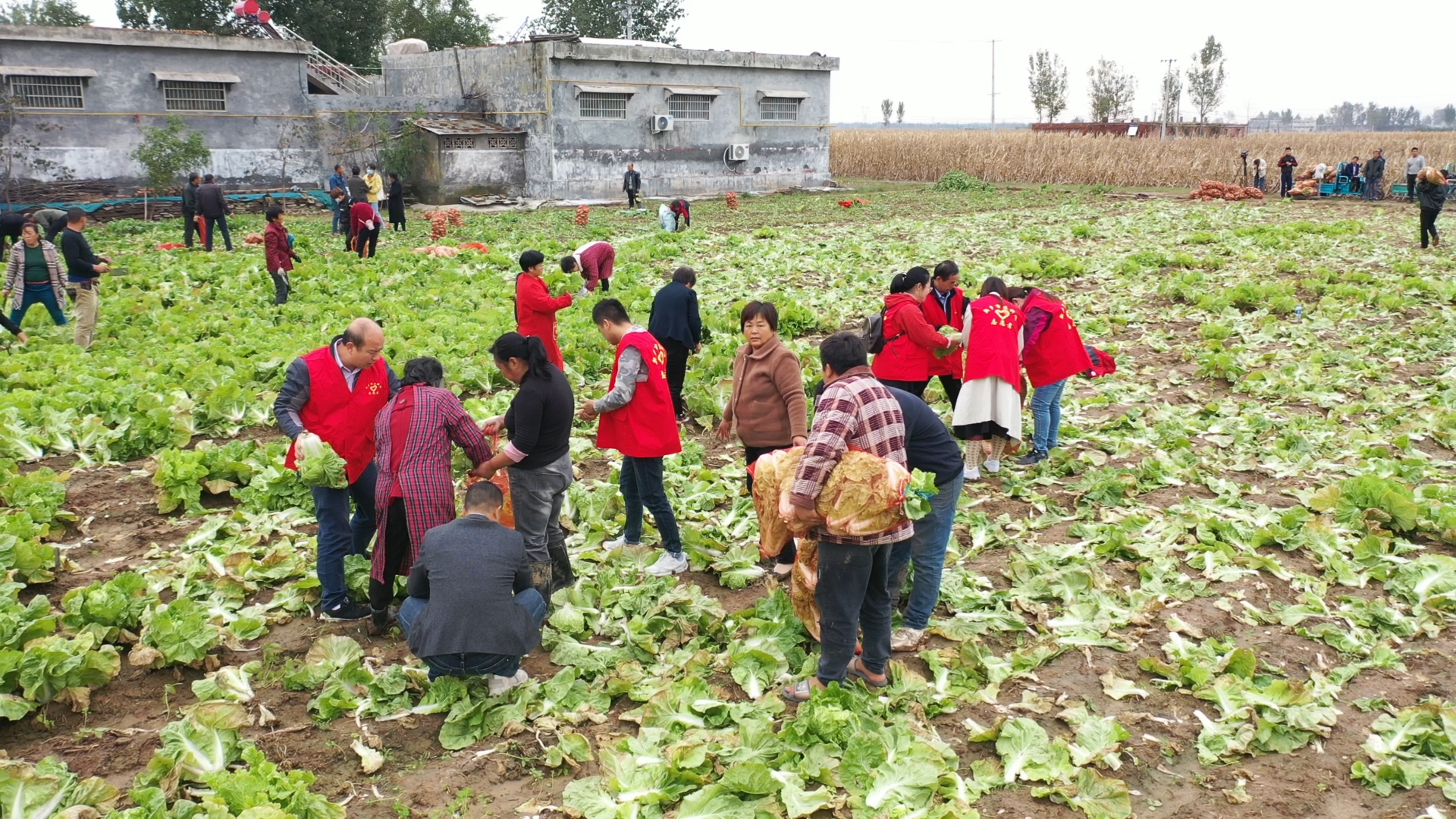 新乡卫辉灾民补种的“爱心蔬菜”：上午紧急采摘，下午送往山西灾区