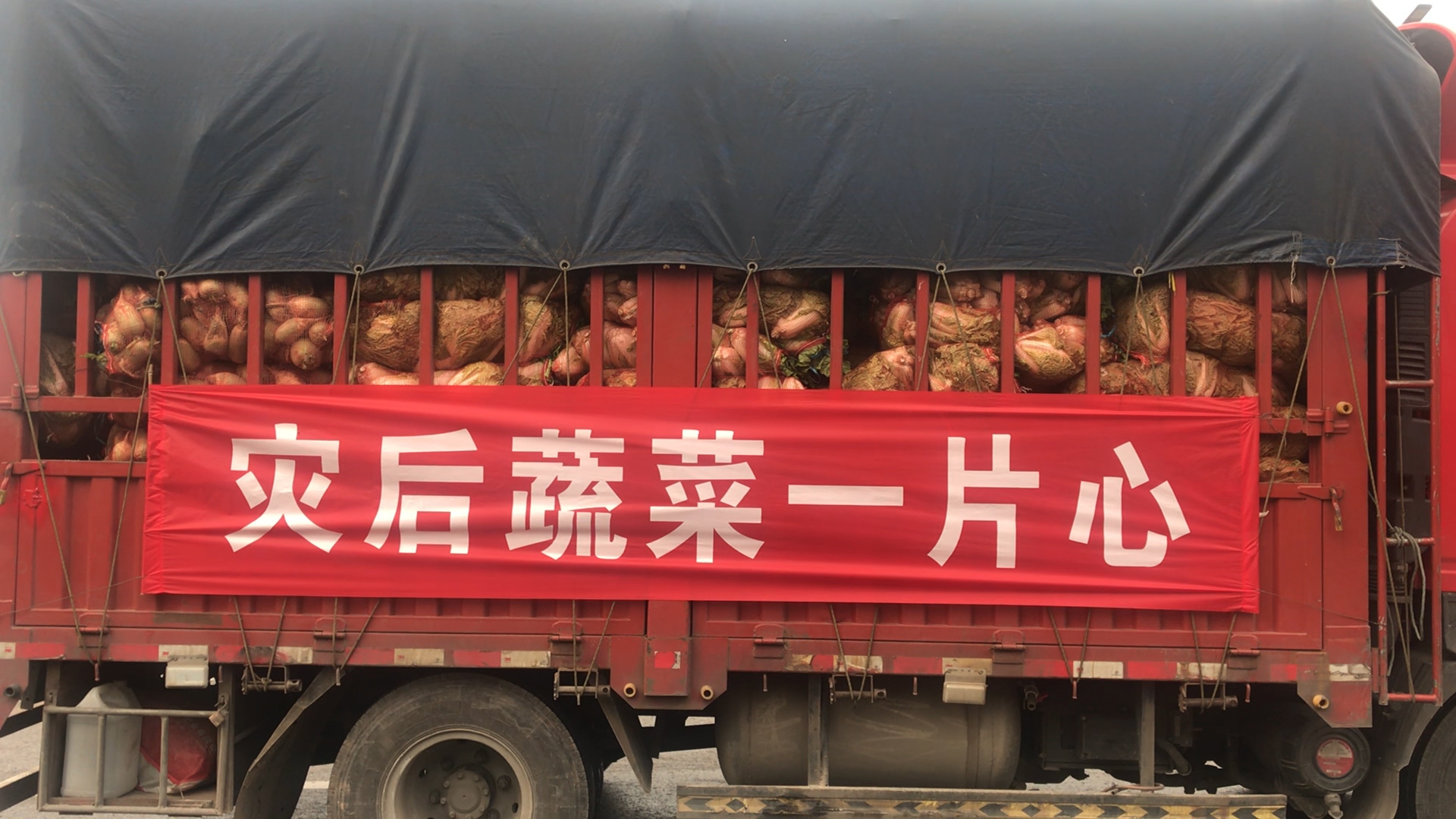 新乡卫辉灾民补种的“爱心蔬菜”：上午紧急采摘，下午送往山西灾区