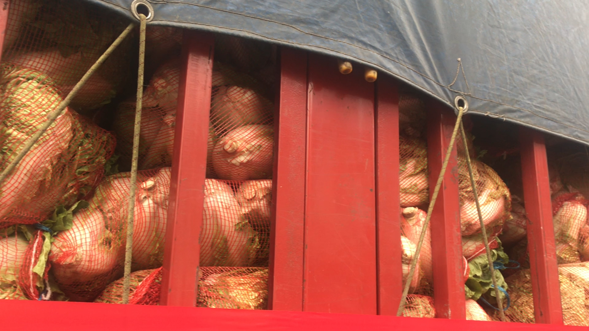 新乡卫辉灾民补种的“爱心蔬菜”：上午紧急采摘，下午送往山西灾区