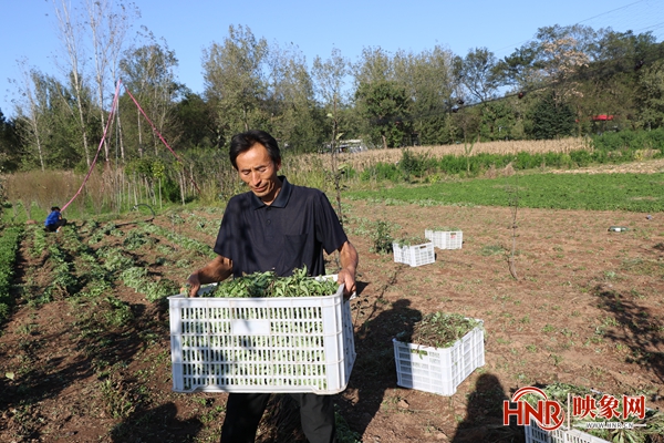 鲁山县李秋平:种植农产业 走向致富路