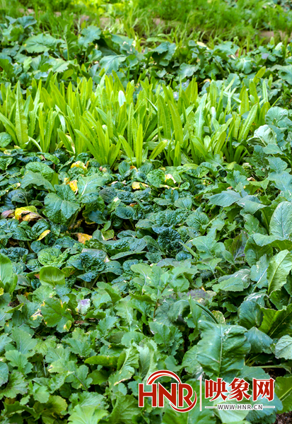 郑州一小区楼顶惊现大片菜园 青菜,萝卜,小茴香一应俱全
