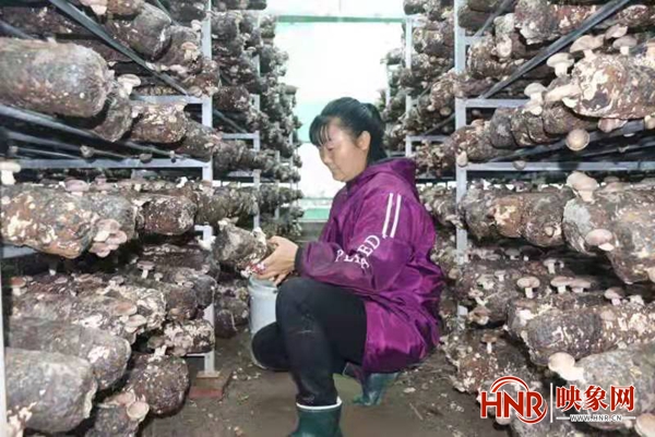鲁山县团城乡：发展食用菌产业 助力乡村振兴