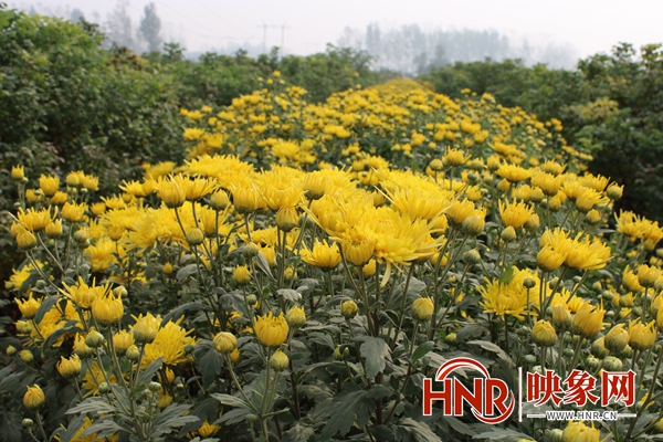 千菊百态齐斗艳 宁陵县第二届菊花节开幕
