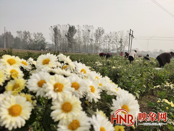 千菊百态齐斗艳 宁陵县第二届菊花节开幕