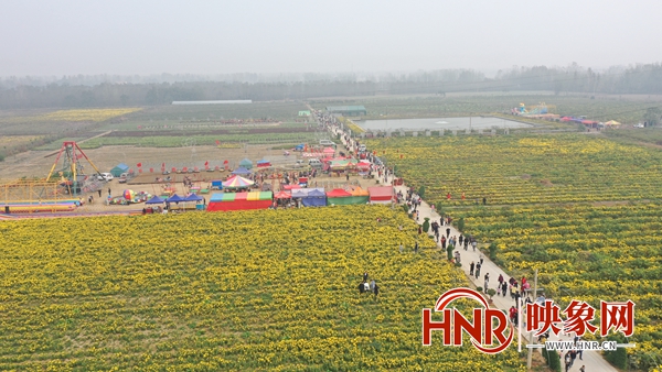 千菊百态齐斗艳 宁陵县第二届菊花节开幕