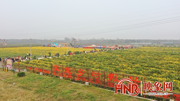 千菊百态齐斗艳 宁陵县第二届菊花节开幕