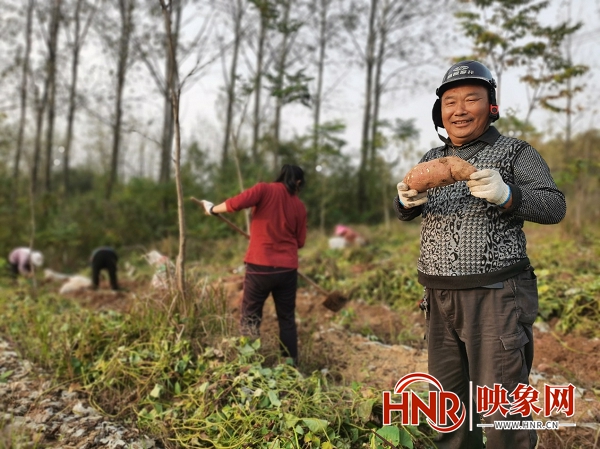 商城县鄢岗镇：“以短养长”种红薯 促进群众增收