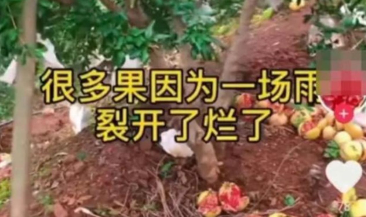 很多石榴都爛了爛在地里當肥料??？“賣慘帶貨”的戲碼該涼涼了