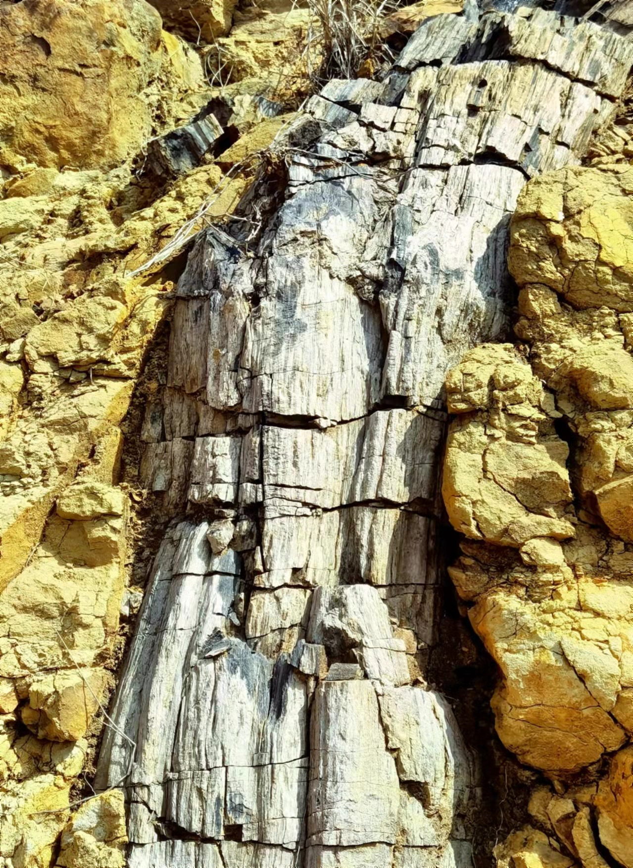 硅化木产状直立,切穿地层,木质纹理十分清晰,化石上