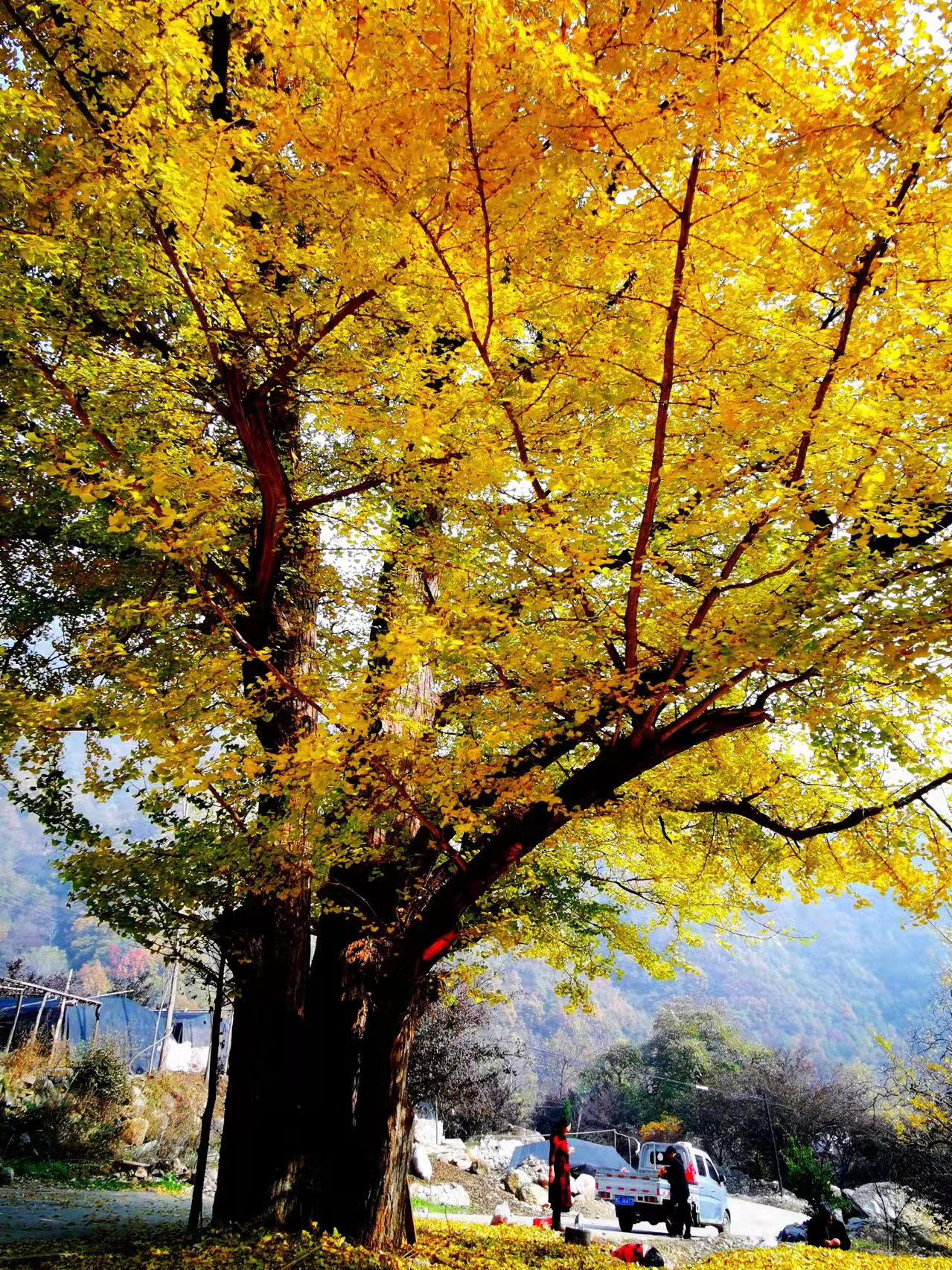 河南嵩县白河镇深山银杏披金甲人潮涌动赏叶忙