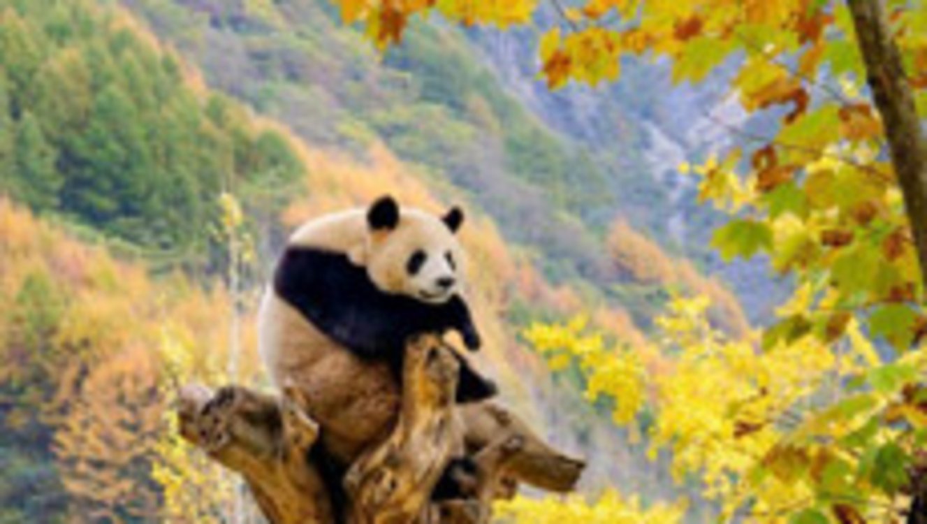 大熊猫乐享金秋美景
