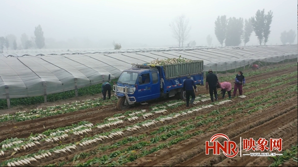 内黄：4000亩白玉萝卜助农增收