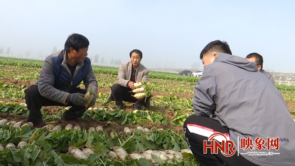 内黄：4000亩白玉萝卜助农增收
