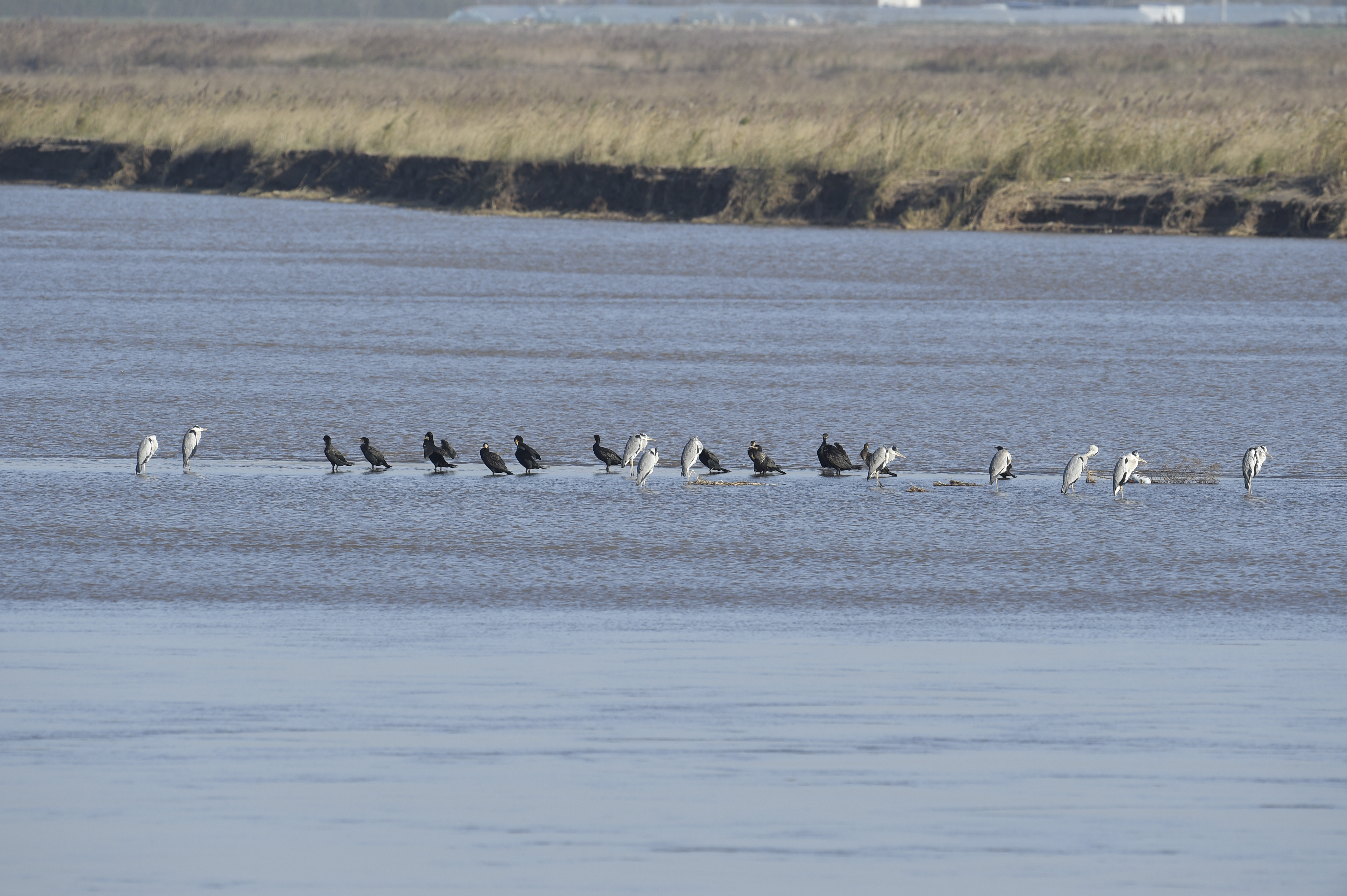 郑州黄河湿地再迎“观鸟季”，多种国家一级野生动物鸟类在此落脚