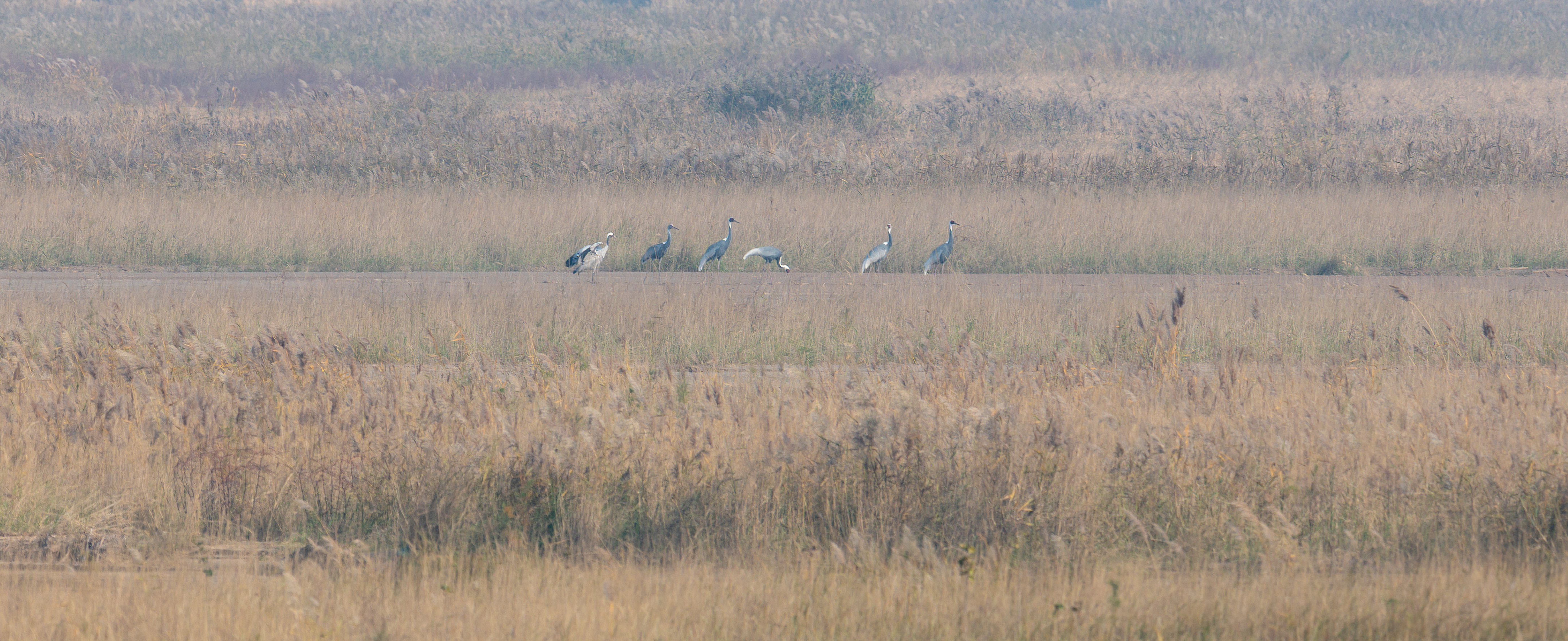 郑州黄河湿地再迎“观鸟季”，多种国家一级野生动物鸟类在此落脚