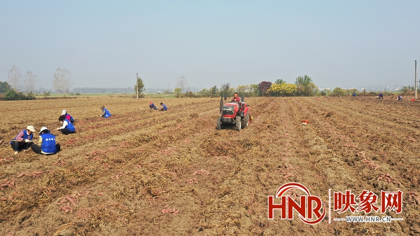 息县东岳镇：万亩红薯喜丰收 乡村产业助发展