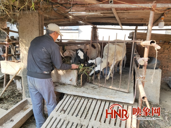 通许县：乡村振兴路上的“领头羊”