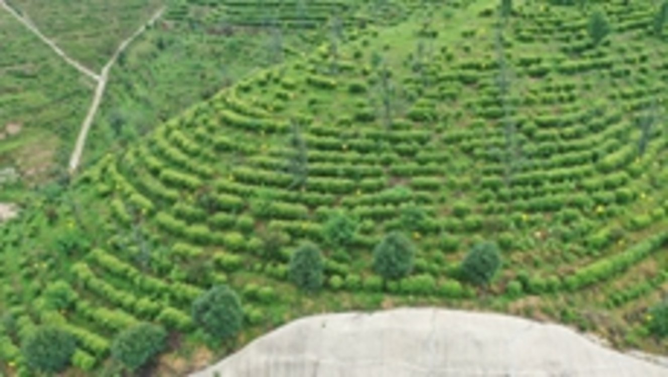 商城高山茶标准化生产基地通过国家验收