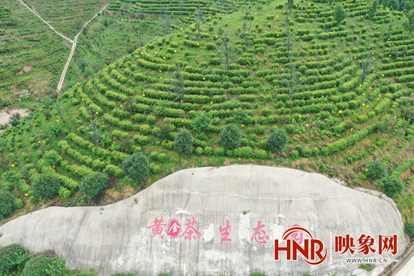 信阳：商城高山茶标准化生产基地通过国家验收