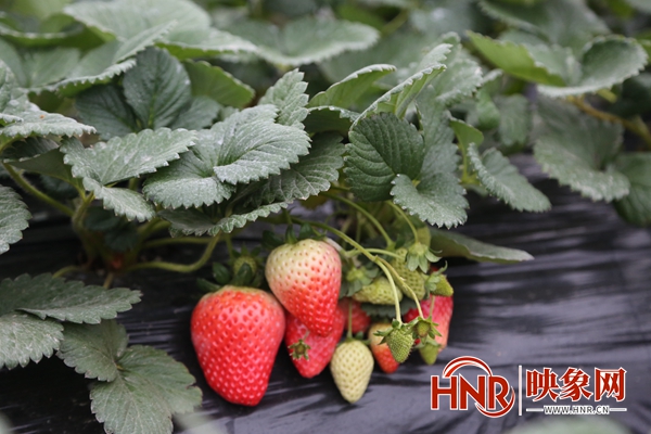 淮滨县：“草莓经济”助力乡村振兴