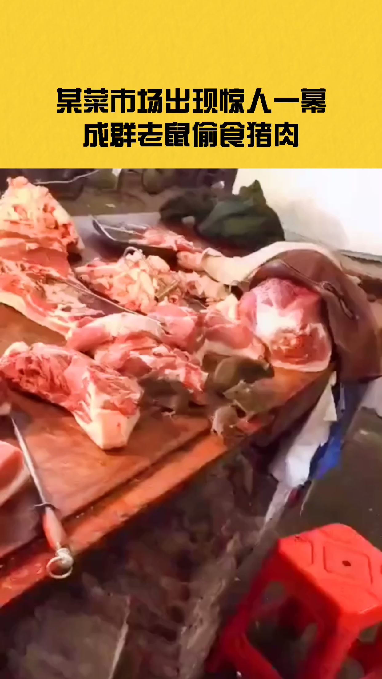 一菜市场出现惊人一幕成群老鼠偷食猪肉