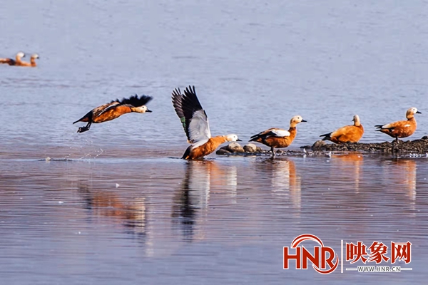 淅川县：上万只候鸟栖息丹江湿地