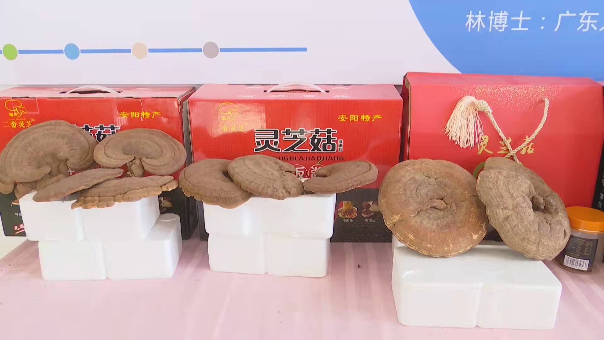 安阳内黄灵芝菇新鲜上市助产业群众增收