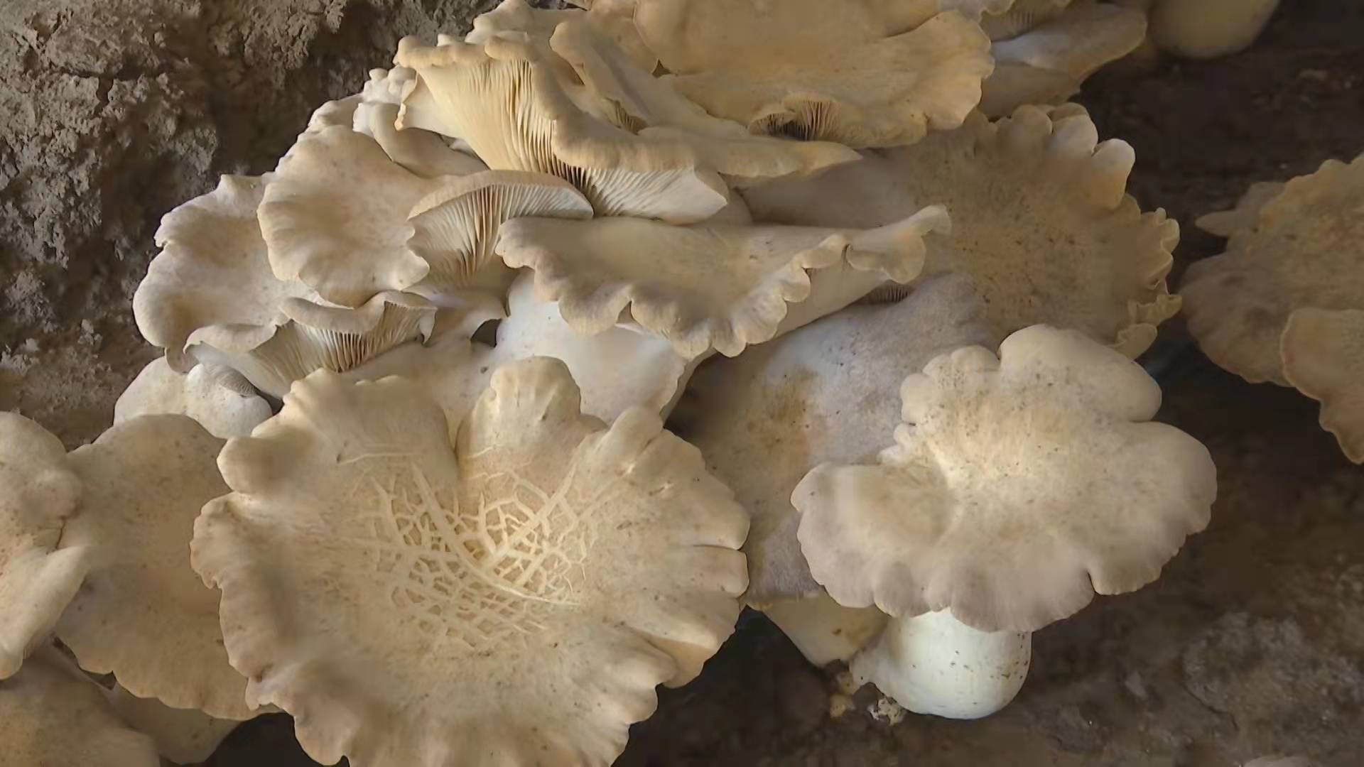 安阳内黄灵芝菇新鲜上市助产业群众增收