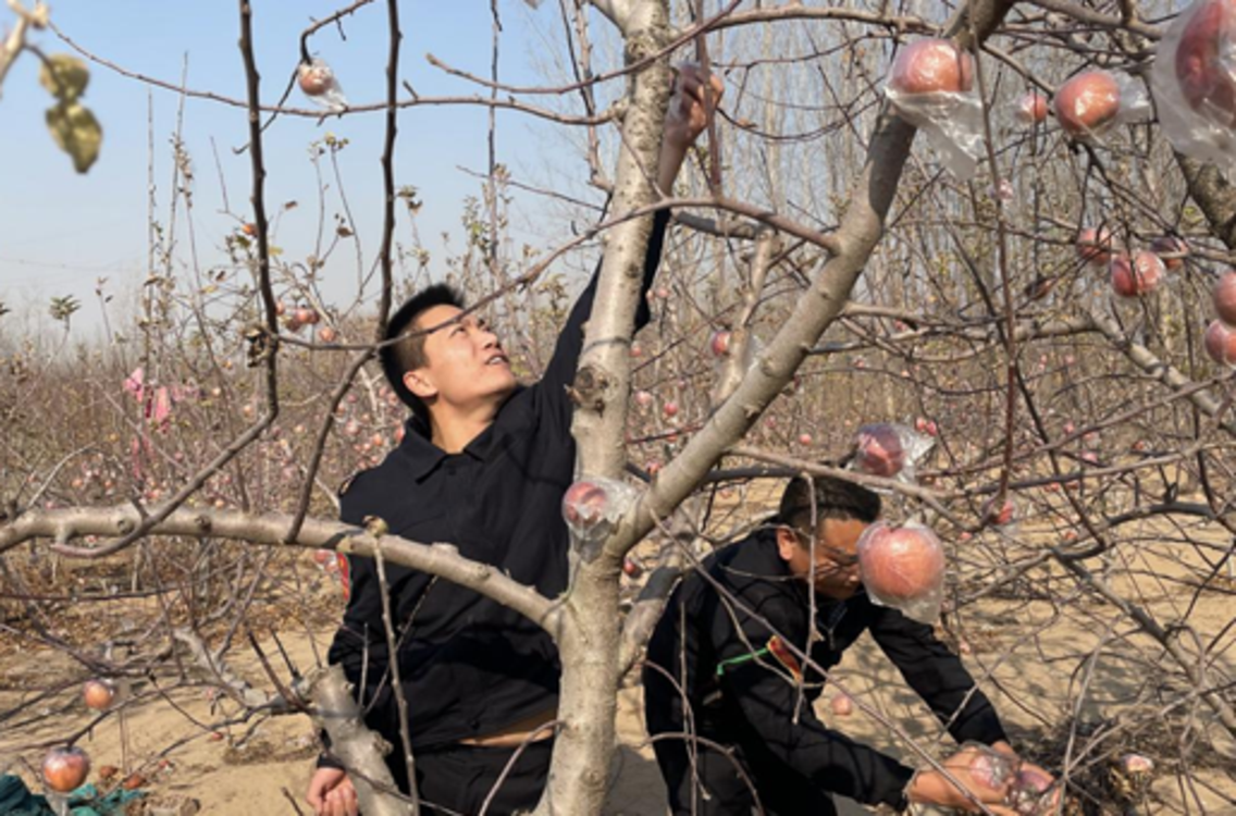 郑州果农患病3万斤苹果滞销 这场爱心行动让这个冬季不太冷