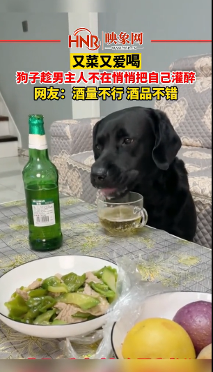 狗狗趁男主人不在悄悄把自己灌醉网友酒量不行酒品不错