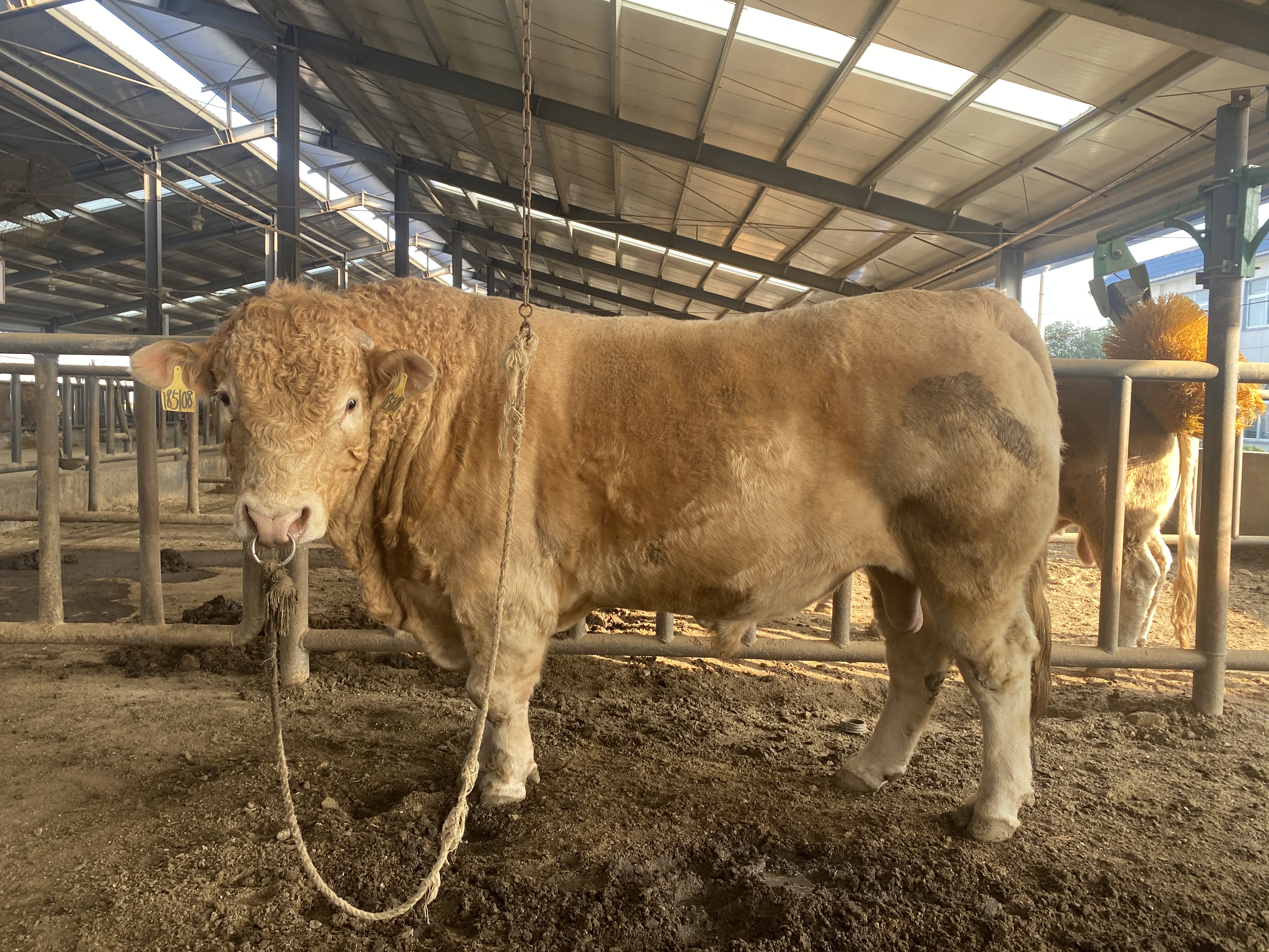 记者一线看创建驻马店泌阳夏南牛最重14吨看完生活环境其它牛都慕了